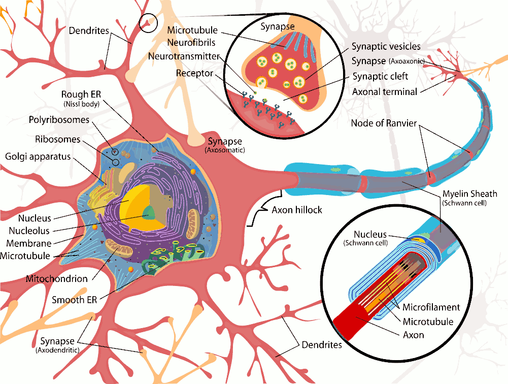 neurones-and-resting-potential